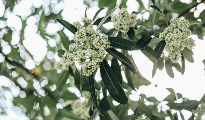 Giải mã giấc mơ thấy hoa sữa đánh con gì trúng số?