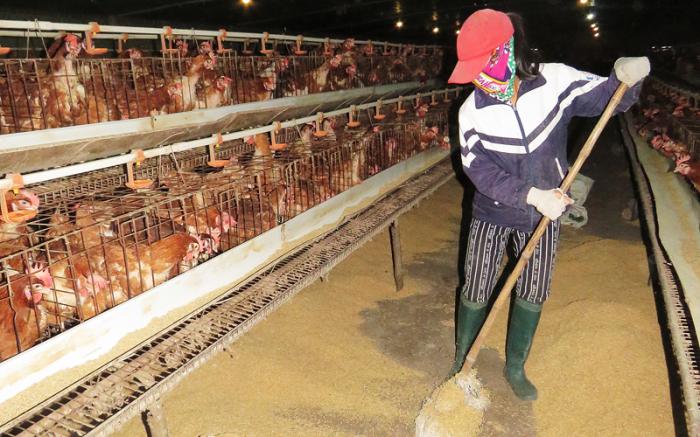 Chia sẻ về cách nuôi gà sung sức và chiến đấu nhiều hơn