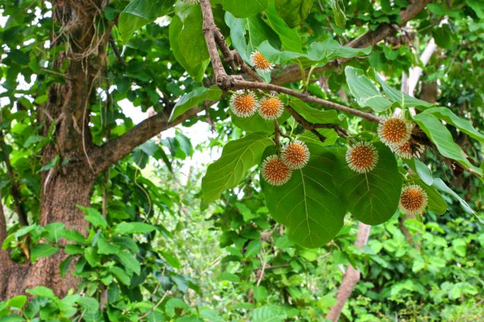 Nằm mơ thấy cá chọi vàng đánh con gì lớn? 