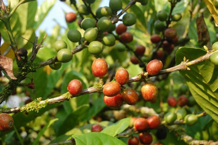 Nằm mơ thấy cây cà phê có ý nghĩa gì? 