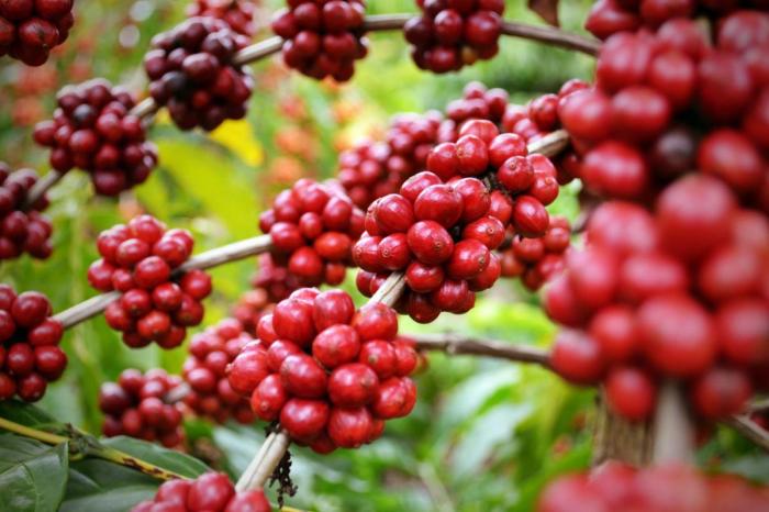 Nằm mơ thấy cây cà phê có ý nghĩa gì? 