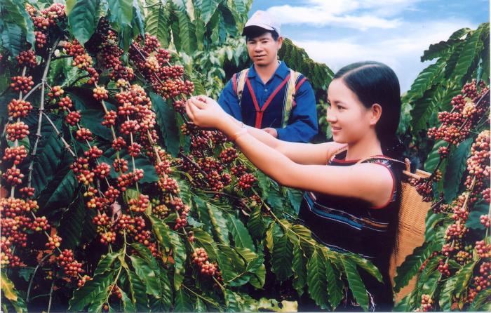 Nằm mơ thấy cây cà phê có ý nghĩa gì? 