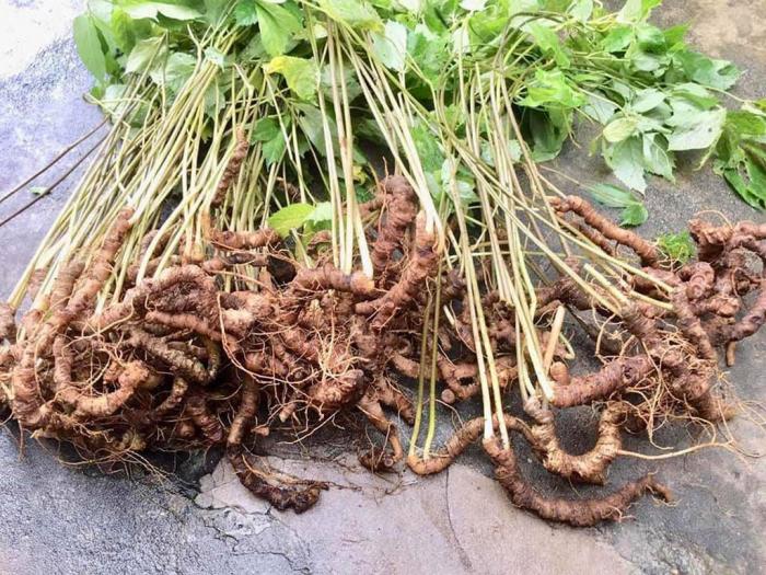 Nằm mơ thấy nhân sâm là điềm báo tốt hay xấu? 481780290