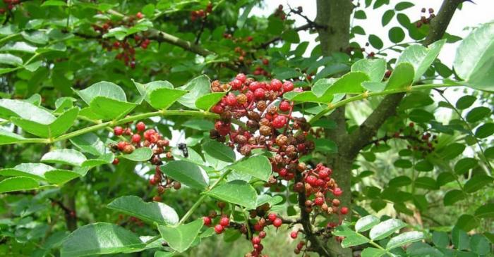 Nằm mơ thấy cây nên đánh con gì để thắng lớn? 1304130776