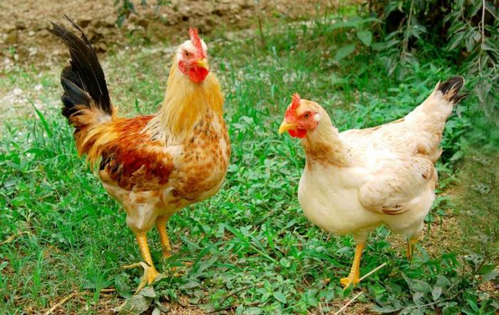 Hé lộ lịch tiêm phòng cho gà chọi
