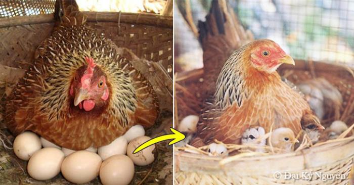 Hé lộ lịch tiêm phòng cho gà chọi