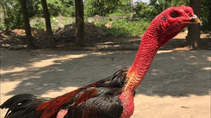 Hướng dẫn cách nuôi gà mau lớn nhanh nhất 
