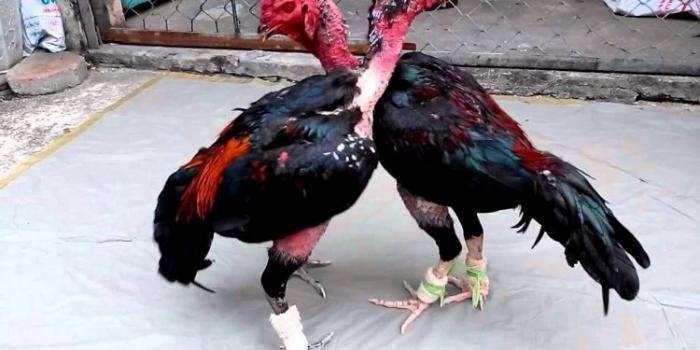 Hướng dẫn cách nuôi gà mau lớn nhanh nhất 