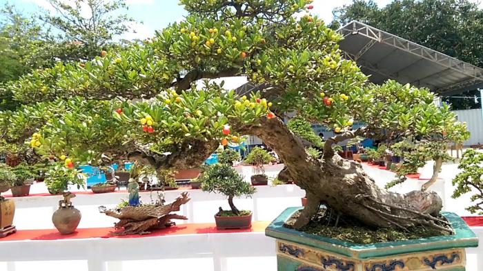 Giải mã giấc mơ thấy ngọc trai biển đánh con gì lớn?