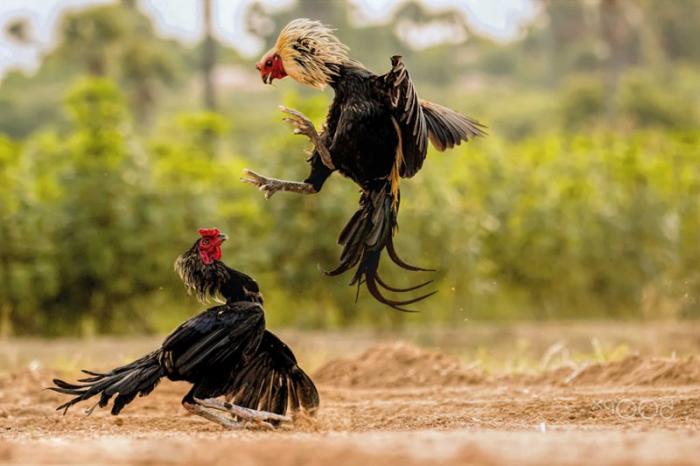 Tổng hợp các thế gà chọi hay và đối sách