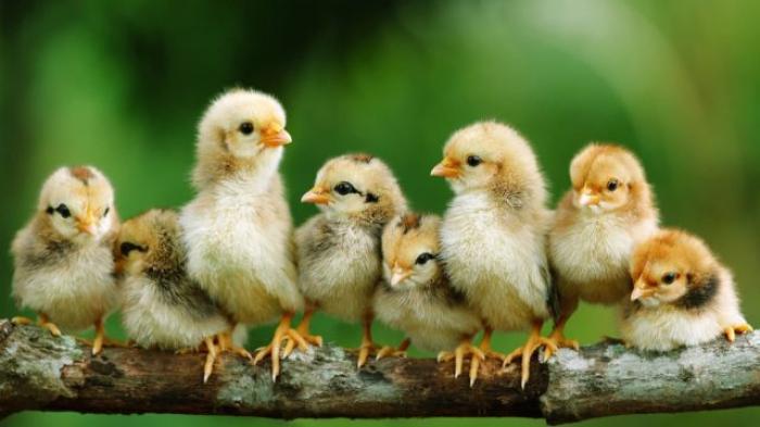 Tìm hiểu về cách tốt nhất để nhận biết gà trống và gà mái