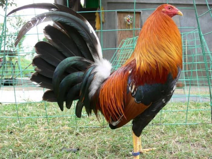 Một số dụng cụ nuôi gà chọi mà người chơi gà không nên bỏ qua 1829727500