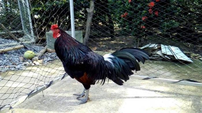 Một số dụng cụ nuôi gà chọi mà người chơi gà không nên bỏ qua 1829727500