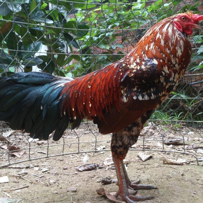Một số dụng cụ nuôi gà chọi mà người chơi gà không nên bỏ qua 1829727500