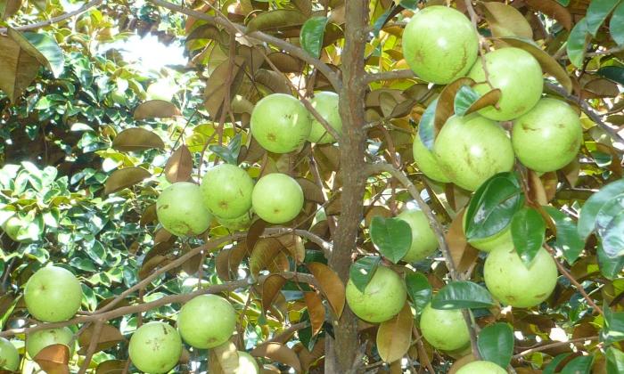 Nằm mơ thấy cây bông sữa trúng số độc đắc có ý nghĩa gì? 1974796938