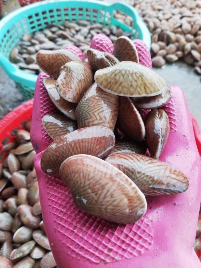 Nằm mơ thấy sò điệp đánh con gì lớn? 1793150329