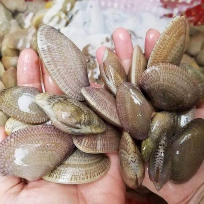 Nằm mơ thấy sò điệp đánh con gì lớn? 1793150329