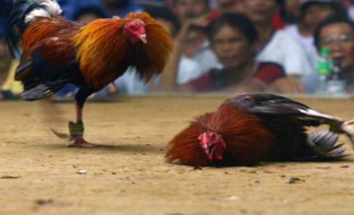 Có loại thuốc nào khiến gà không chọi được không? 