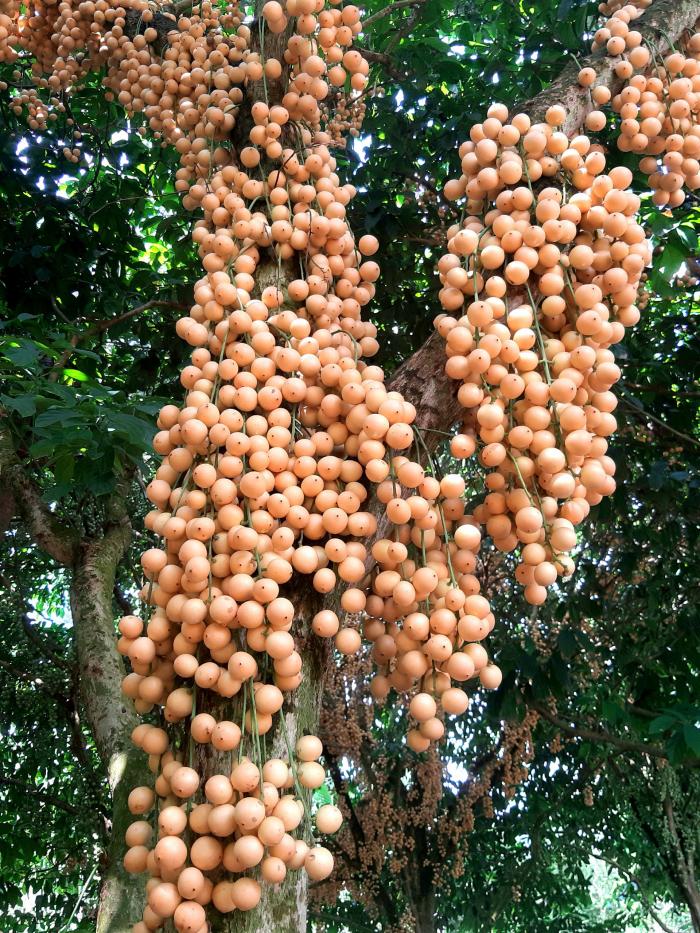 Nằm mơ thấy bon bon đánh con gì để thắng lớn?