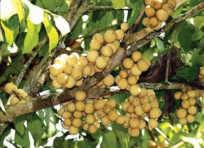 Nằm mơ thấy bon bon đánh con gì để thắng lớn?