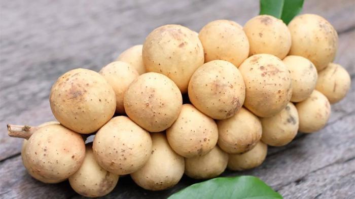 Nằm mơ thấy bon bon đánh con gì để thắng lớn?
