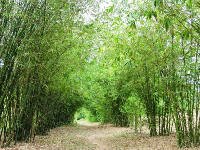 Nằm mơ thấy cây tre có ý nghĩa gì? Số bao nhiêu nên được đánh số?