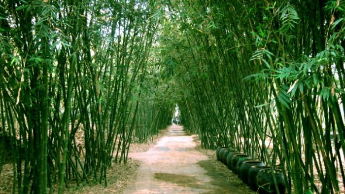 Nằm mơ thấy cây tre có ý nghĩa gì? Số bao nhiêu nên được đánh số?