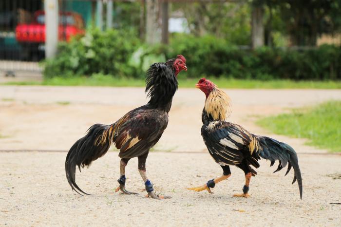 Gà chọi đỏ hỏn khi bị bệnh gì? Làm thế nào để chữa khỏi?