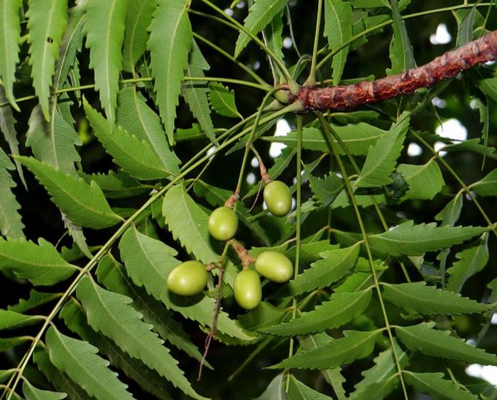 Nằm mơ thấy cây đánh con gì?