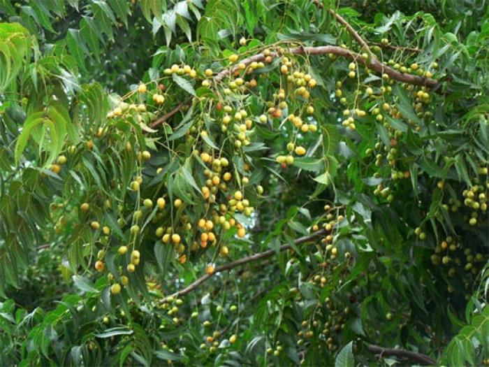 Nằm mơ thấy cây đánh con gì?