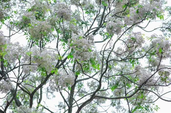 Nằm mơ thấy cây đánh con gì?
