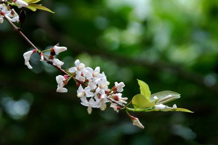 Nằm mơ thấy cây cối trở nên ngạnh thì nên đánh cây nào để thắng đậm?