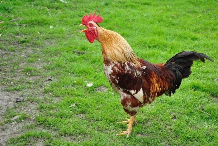 Khám phá cách chọn gà gáy chính xác nhất
