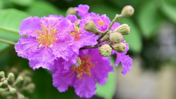 Giấc mơ hoa huệ của thung lũng có ý nghĩa gì? Tôi nên gọi là gì?