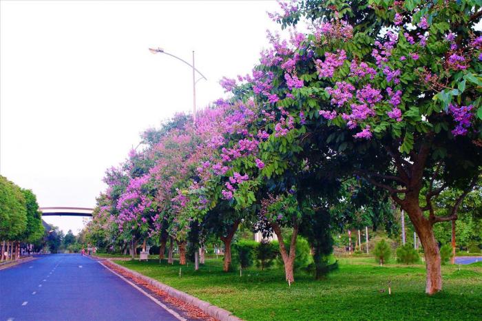 Giấc mơ hoa huệ của thung lũng có ý nghĩa gì? Tôi nên gọi là gì?