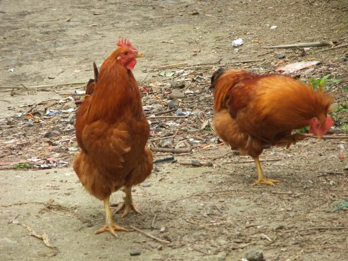 Trả lời câu hỏi nuôi gà thả vườn cần bao nhiêu vốn?