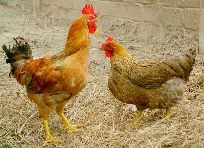 Trả lời câu hỏi nuôi gà thả vườn cần bao nhiêu vốn?