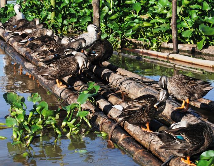 Giải mã giấc mơ thấy vịt trời đánh số đề con gì?
