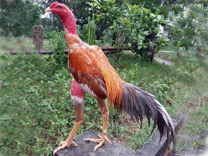 Trả lời câu hỏi mua gà chọi ở đâu tốt nhất?