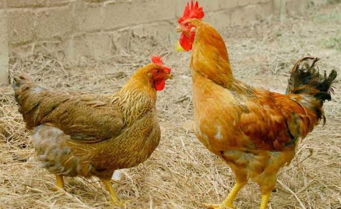 Tìm hiểu về ký sinh trùng đường máu ở gà