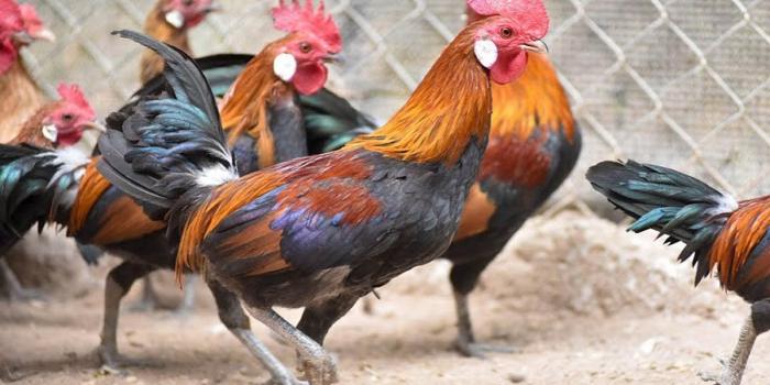 Tìm hiểu về ký sinh trùng đường máu ở gà