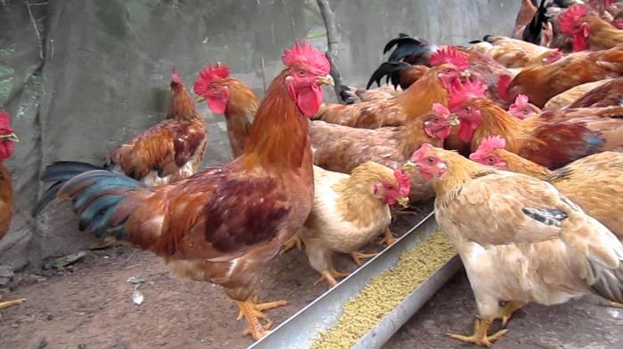 Tìm hiểu về ký sinh trùng đường máu ở gà