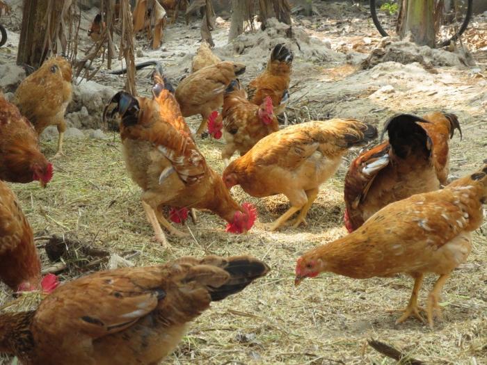 Tìm hiểu về ký sinh trùng đường máu ở gà