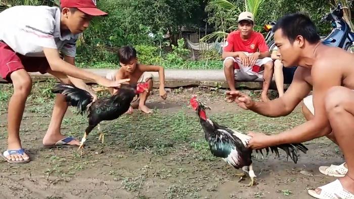 Gà chọi miền Tây là gì? Trại gà chọi nổi tiếng miền Tây