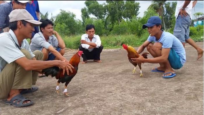 Gà chọi miền Tây là gì? Trại gà chọi nổi tiếng miền Tây