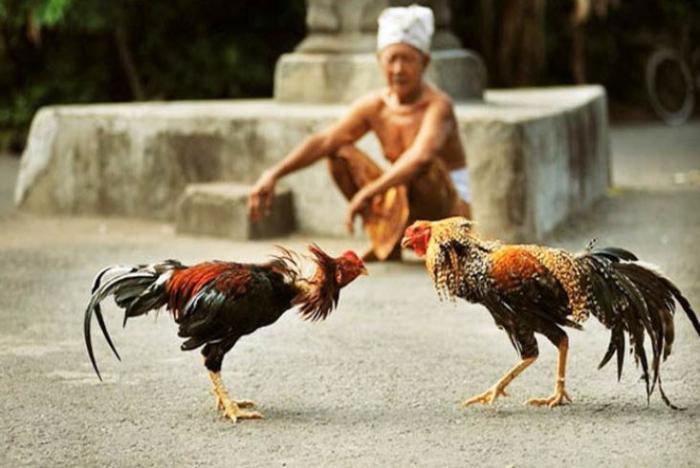 Gà chọi miền Tây là gì? Trại gà chọi nổi tiếng miền Tây
