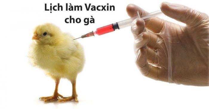 Hé lộ lịch tiêm phòng cho gà chọi 1928197667