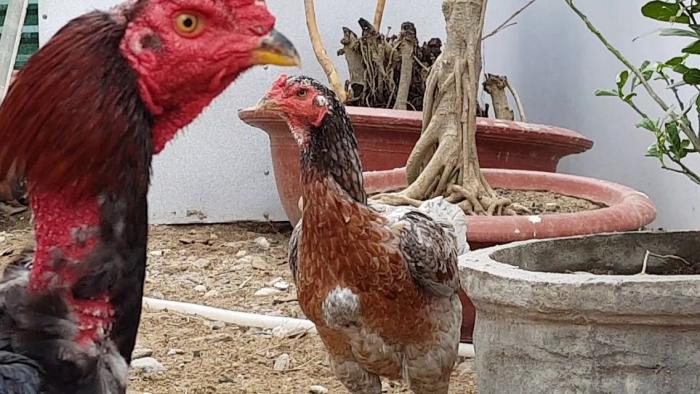 Chia sẻ về cách nuôi gà sung sức và chiến đấu nhiều hơn 122177075