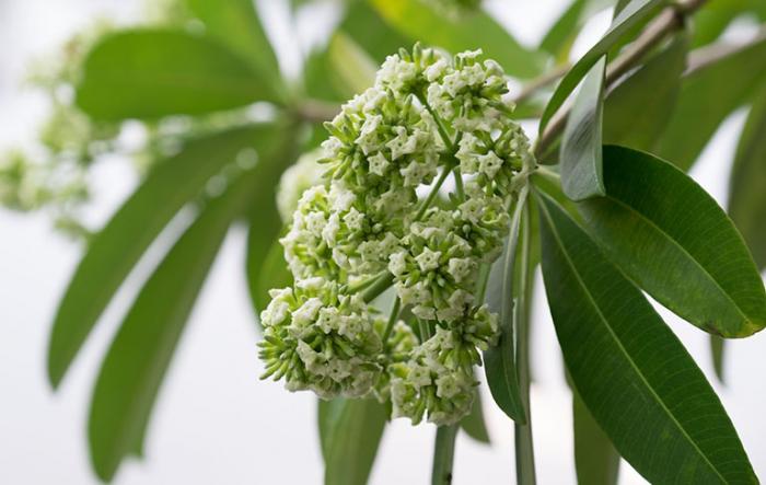 Giải mã giấc mơ thấy hoa sữa đánh con gì trúng số?