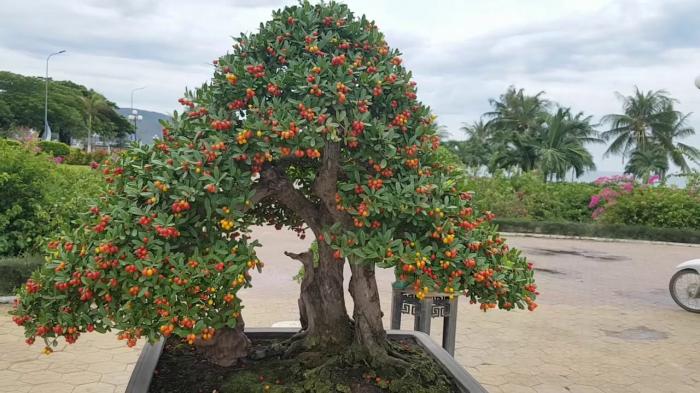 Giải mã giấc mơ thấy ngọc trai biển đánh con gì lớn?  1390590281